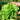 Jiemei Butter Leaf Lettuce, 2000 Seeds