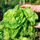 Jiemei Butter Leaf Lettuce, 2000 Seeds