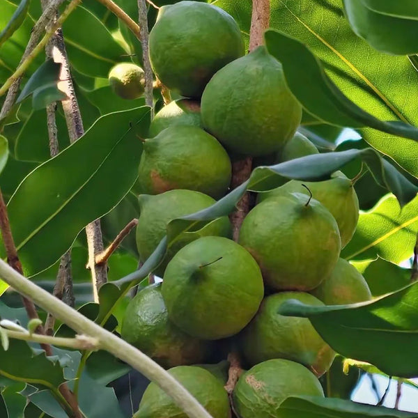 Macadamia Nut, 10 Seeds