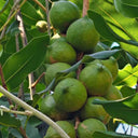 Macadamia Nut, 10 Seeds