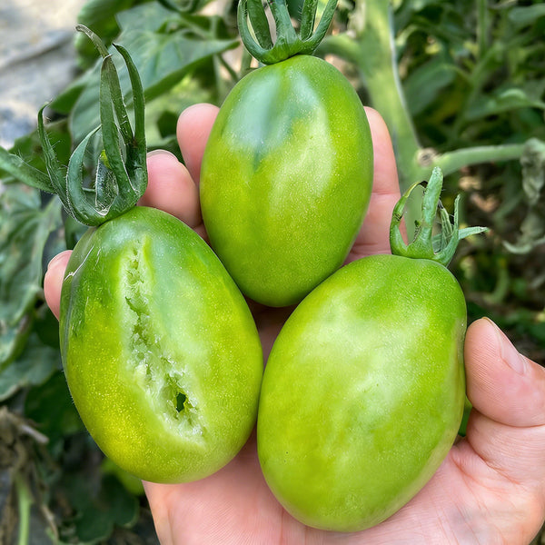 Kiwi Tomato, 100 Seeds