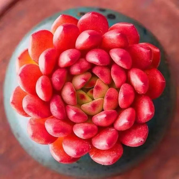 Sedeveria 'Pink Ruby', 3pcs x 1-head