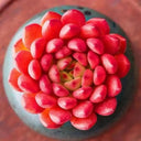 Sedeveria 'Pink Ruby', 3pcs x 1-head
