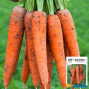 Traditional Five-Inch Carrot Seeds, 8g