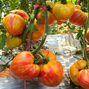 867 Bicolor Beloved Heart Tomato, 5 Seeds
