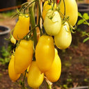 Yellow Banana Tomato, 20 Seeds