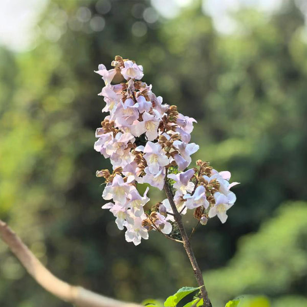 Paulownia fortunei, 200 Seeds