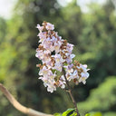 Paulownia fortunei, 200 Seeds