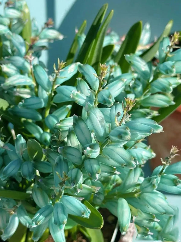 Lachenalia Viridiflora Bulb