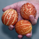 Tigger Melon (Cucumis melo) Seeds, 20 Seeds