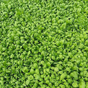 Large-Leaf Garland Chrysanthemum Seeds, 20g