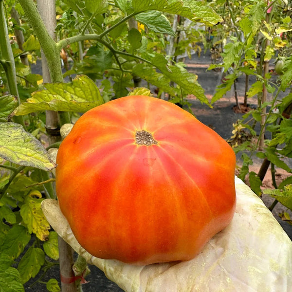 'Fairytale' Tomato Seeds, 5 Seeds
