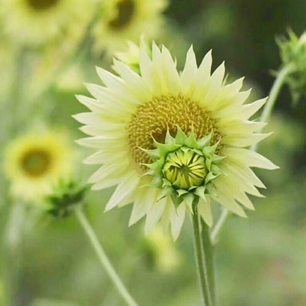 'Lotus Emergence' Sunflower, 10 Seeds