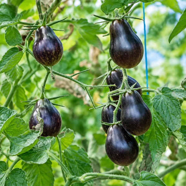 101 Blue Keyes Tomato, 5 Seeds