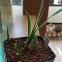 Canary Islands Dragon Tree Seeds (Dracaena draco), Pack of 5