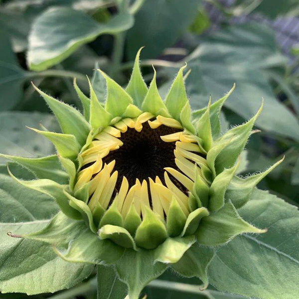 White Lover Sunflower, 20 Seeds