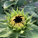 White Lover Sunflower, 20 Seeds