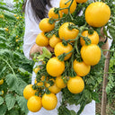 U2611 Yellow Peach Fruit Tomato, 100 Seeds
