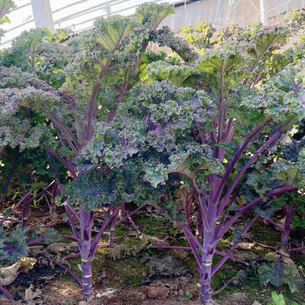 Ziyu No. 1 Kale Seeds, 2g