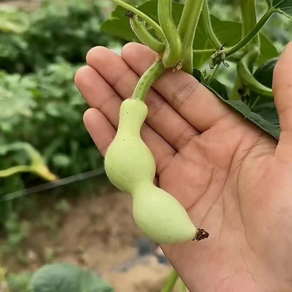 Ant Belly Gourd, 10 Seeds