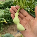 Ant Belly Gourd, 10 Seeds