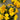 Super Bingo Series Yellow Pansy Seeds, 100 Seeds