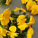 Super Bingo Series Yellow Pansy Seeds, 100 Seeds