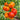 Seed Lot 518 Tomato, 5 Seeds