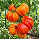 Seed Lot 518 Tomato, 5 Seeds