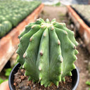 Ferocactus glaucescens f. nuda