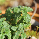 Strawberry Mint, 50 ~ 100 Seeds