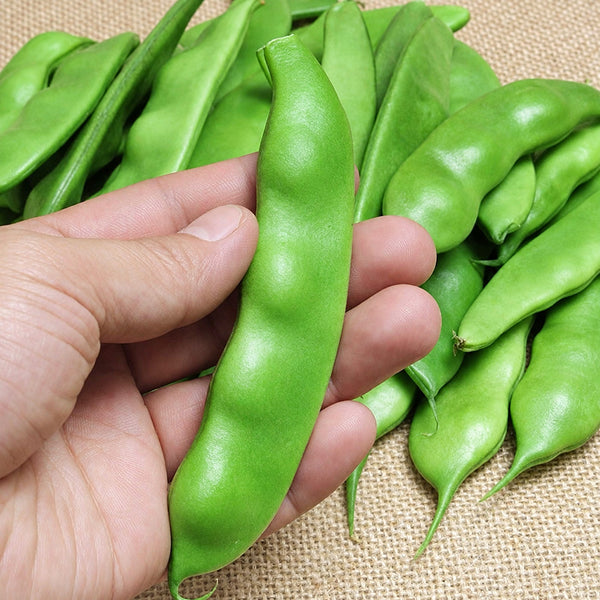 W1365 Early Bush Chinese Oil Bean, 50 Grams ≈ 70 Seeds