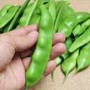W1365 Early Bush Chinese Oil Bean, 50 Grams ≈ 70 Seeds