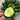 'Golden Boy' Cucumber F1 Seeds, 10 Seeds
