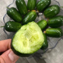 'Golden Boy' Cucumber F1 Seeds, 10 Seeds
