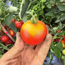 872 Craig Mouse Ear Tomato, 5 Seeds