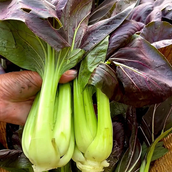 'Ziguifei' Purple Bok Choy Seeds, 10g