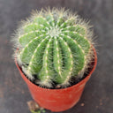 Parodia magnifica, 3-4cm