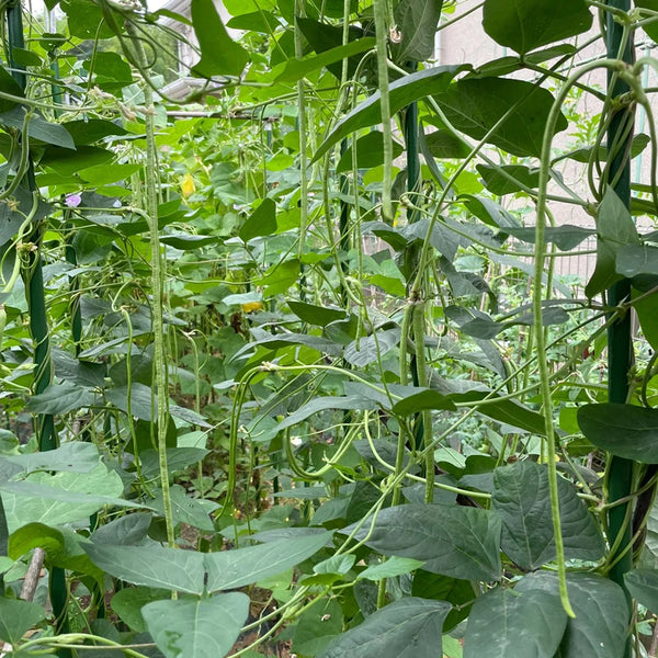 Fengchan 168 Yardlong Bean Seeds, 20g