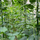 Fengchan 168 Yardlong Bean Seeds, 20g