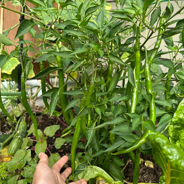 Spicy Red Line Pepper Seeds, 0.5g