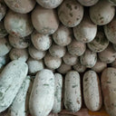 Fenbailong Wax Gourd Seeds, 20 Seeds
