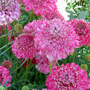 Purple-red Pincushion Flower Seeds, 200 Seeds