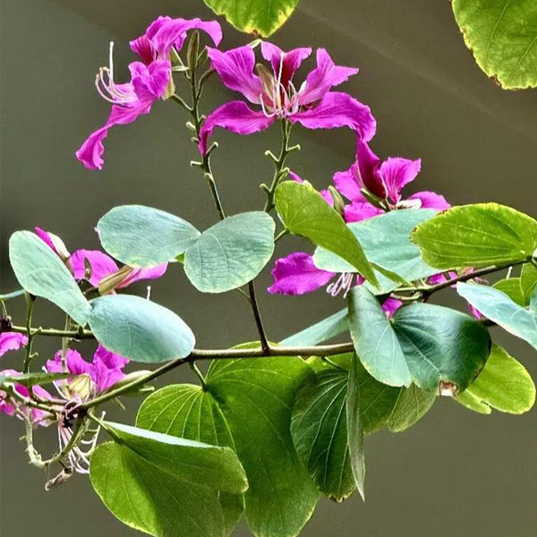 Bauhinia purpurea, 25 Seeds