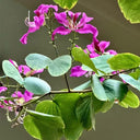 Bauhinia purpurea, 25 Seeds