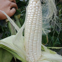 Huanuo No.2 Waxy Corn Seeds, 200g