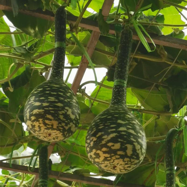 Hezhichun Speckled Swan Gourd, 10 Seeds