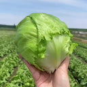 Green Ball Lettuce Seeds, 2g