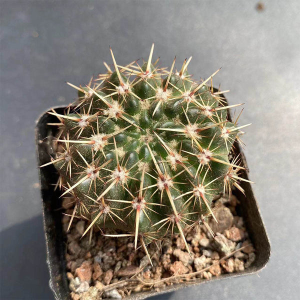 Parodia submammulosus, 3-4cm