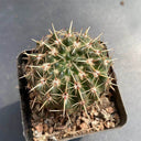 Parodia submammulosus, 3-4cm